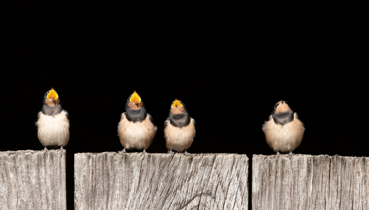 Formation Faune du bâti
